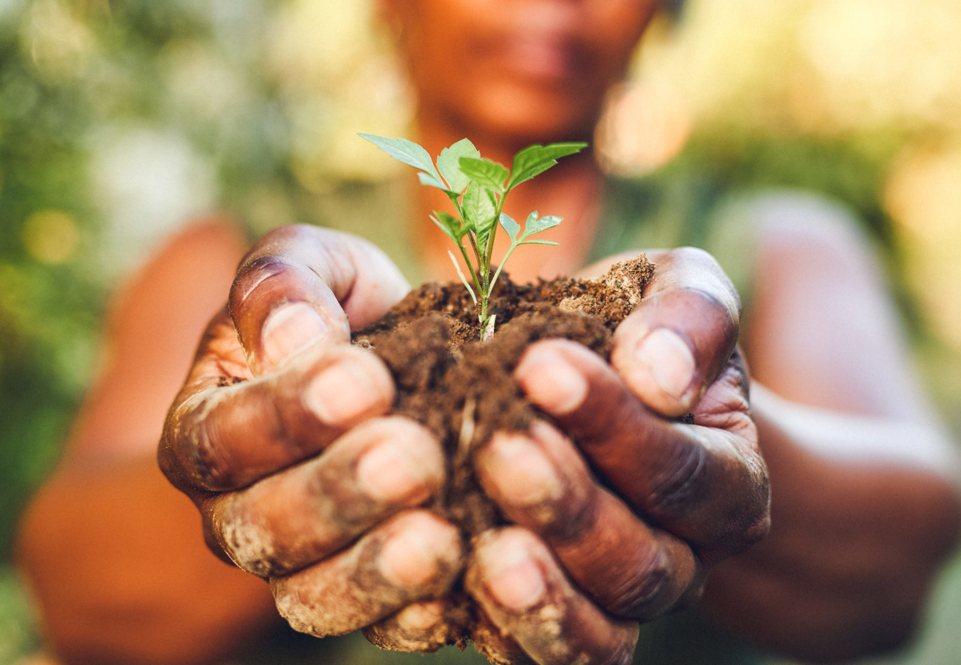 Hands holding dirt and small seedling